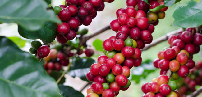 semillas de Café
