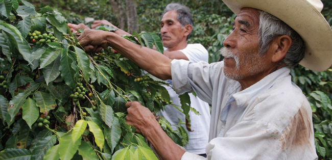 Caficultor cultivando