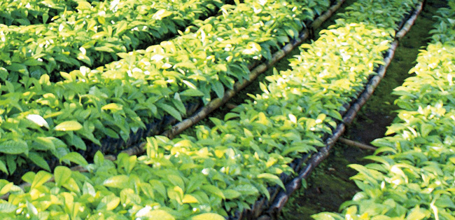 cultivo de cafe