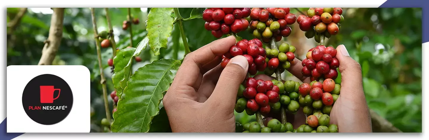 Plan Nescafé