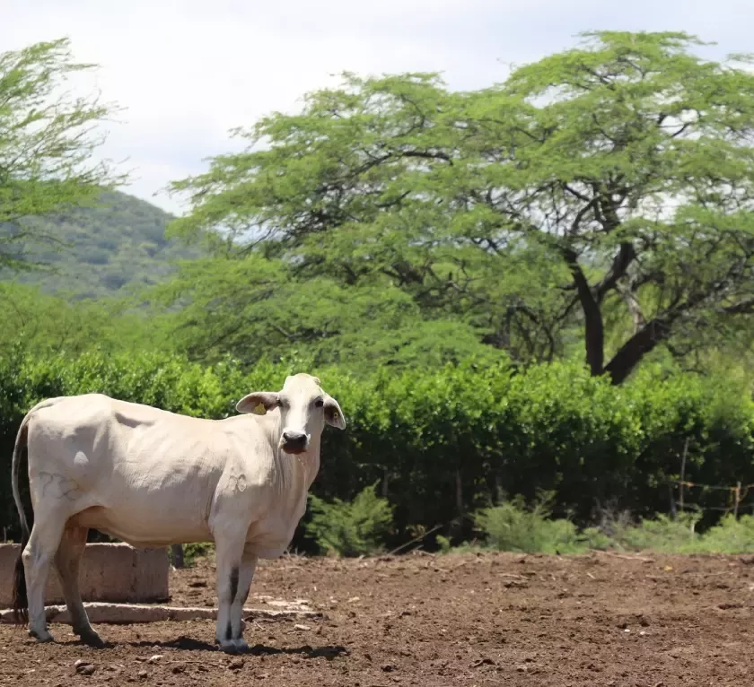 Agricultura Regenerativa